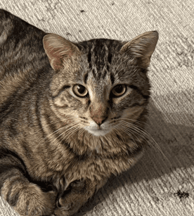 TOM - Domestic Short Hair available for adoption