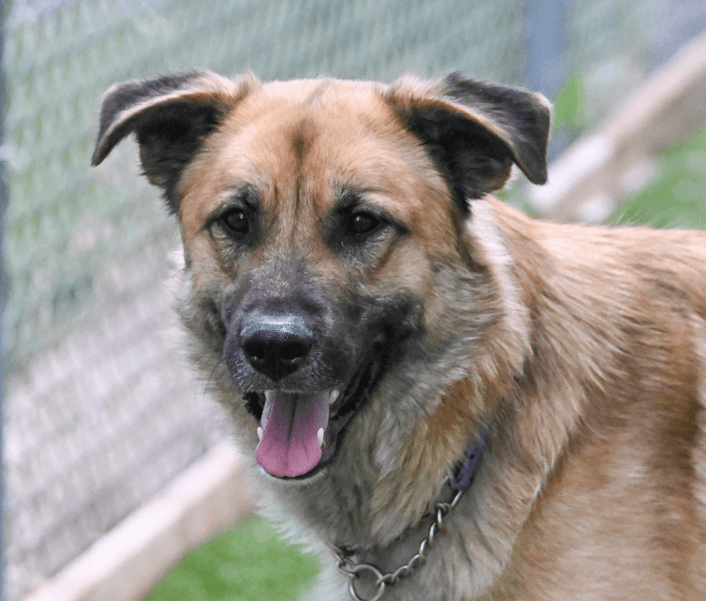 TONKA - Anatolian Shepherd Mixed available for adoption