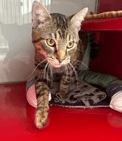 BUNTU - Domestic Short Hair cat available for adoption in Calgary