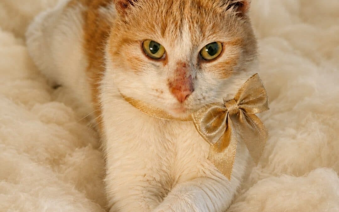 ANGEL - Domestic Short Hair cat available for adoption at AARCS in Calgary