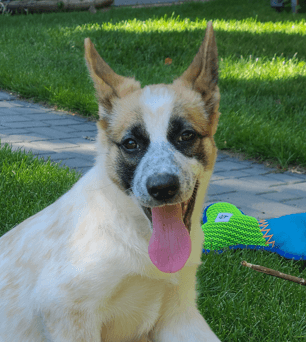 ASHLEY - Australian Cattle Dog Mixed available for adoption