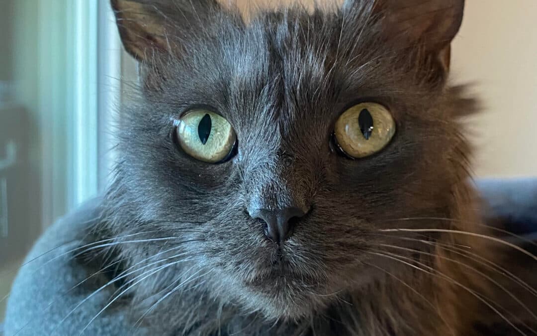 ASRAI - Domestic Long Hair cat available for adoption at AARCS in Calgary