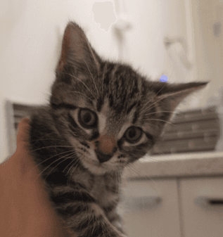 BABY - Domestic Short Hair cat available for adoption at AARCS in Calgary