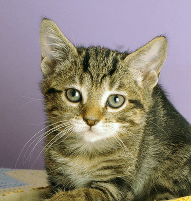 BORIS - Domestic Short Hair cat available for adoption at AARCS in Calgary