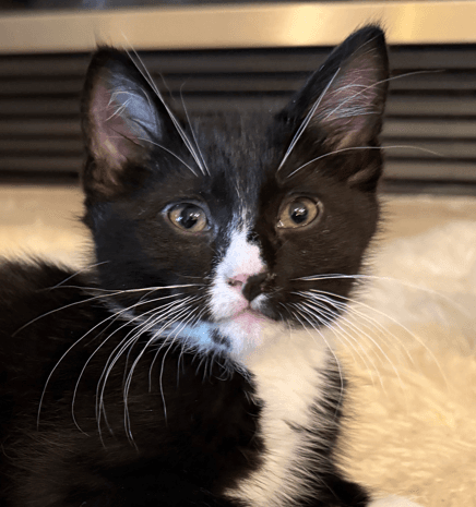 BOYSENBERRY - Domestic Short Hair cat available for adoption in Calgary