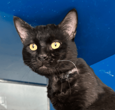 BUCKLEY - Domestic Short Hair cat available for adoption at AARCS in Calgary