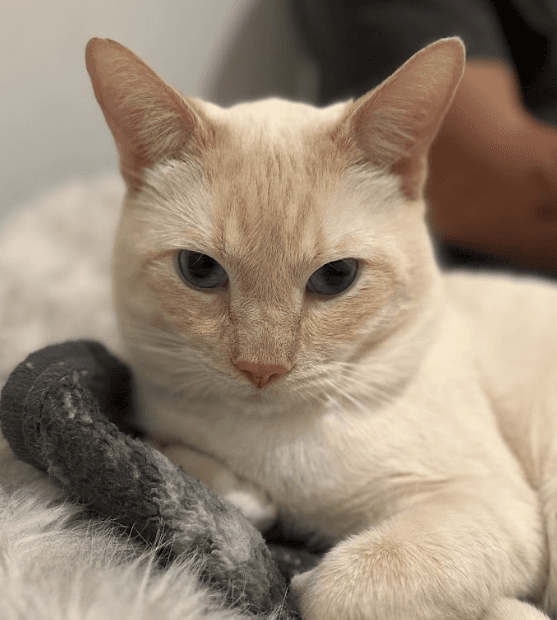 CAPYBARA - Siamese cat available for adoption in Calgary
