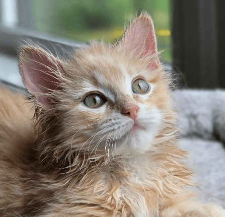 CAS - Domestic Medium Hair cat available for adoption at AARCS in Calgary