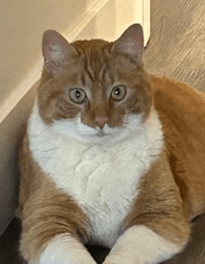 CHEEZIE - Domestic Short Hair cat available for adoption at AARCS in Calgary