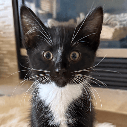 CLOUDBERRY - Domestic Short Hair cat available for adoption in Calgary