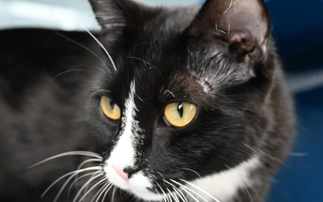COOKIE - Domestic Short Hair cat available for adoption at AARCS in Calgary