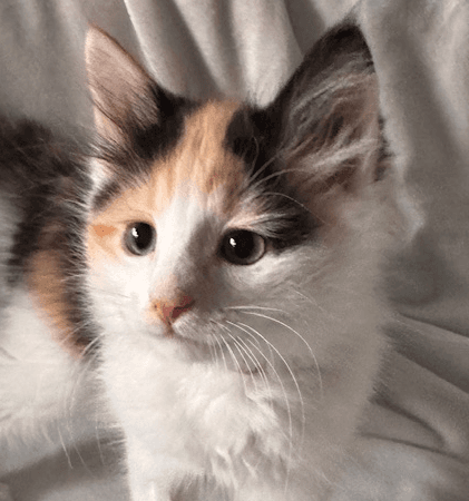 CORTLAND - Domestic Short Hair cat available for adoption at AARCS in Calgary (1 of 5)