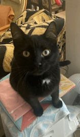 COSMOS - Domestic Short Hair cat available for adoption at AARCS in Calgary