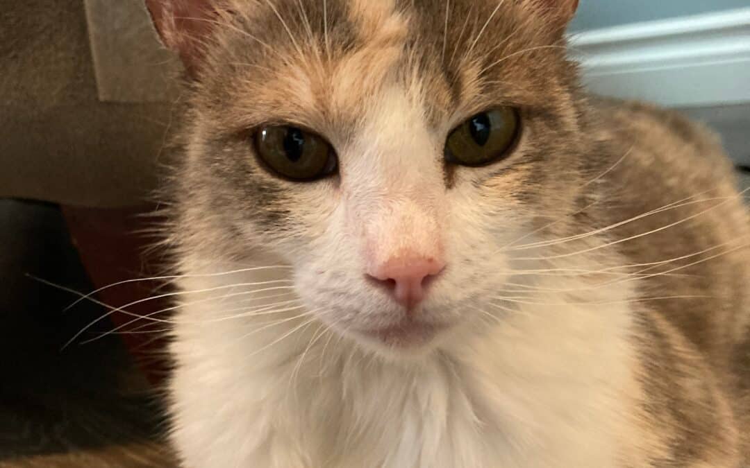 CREMA - Domestic Short Hair available for adoption