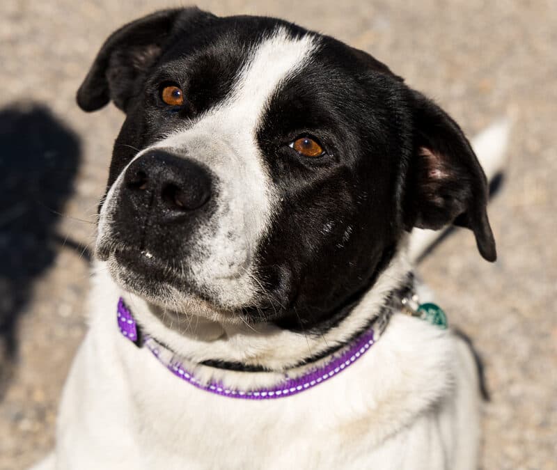 DAIRY - Terrier, American Pit Bull Mixed available for adoption at AARCS in Calgary