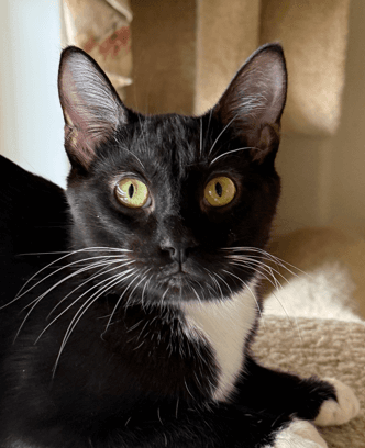 DEWBERRY - Domestic Short Hair cat available for adoption at AARCS in Calgary
