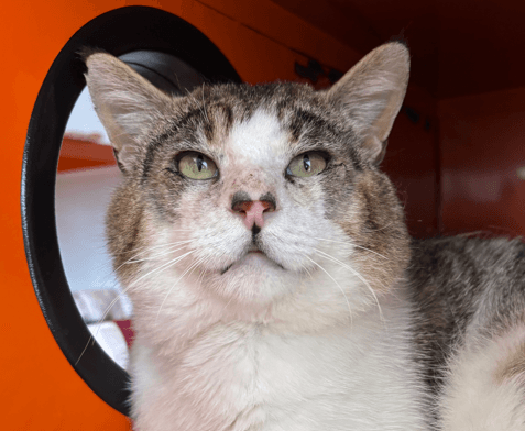 DIEGO - Domestic Short Hair cat available for adoption at AARCS in Calgary