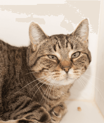 DODGER - Domestic Short Hair cat available for adoption at AARCS in Calgary (1 of 4)