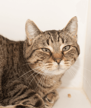 DODGER - Domestic Short Hair cat available for adoption at AARCS in Calgary