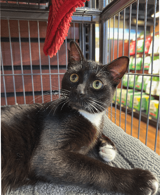 EMILIO - Domestic Short Hair available for adoption