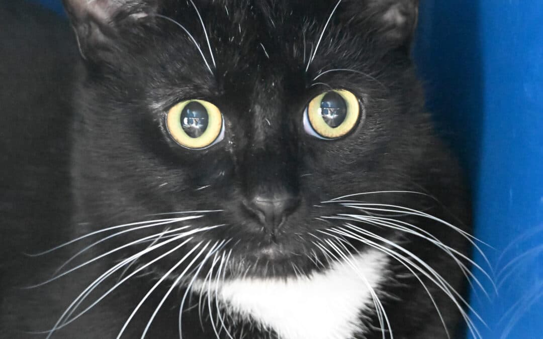 EMILIO - Domestic Short Hair cat available for adoption at AARCS in Calgary