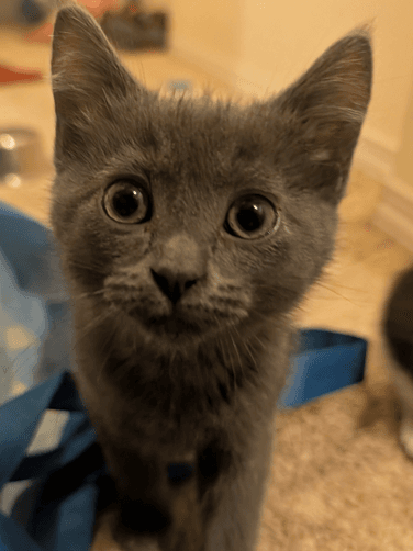 FALL - Domestic Short Hair cat available for adoption at AARCS in Calgary