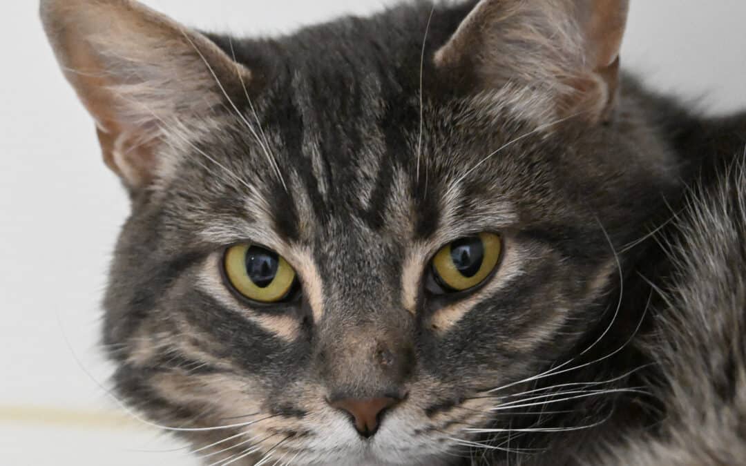 FINNEGAN - Domestic Short Hair cat available for adoption at AARCS in Calgary (1 of 3)