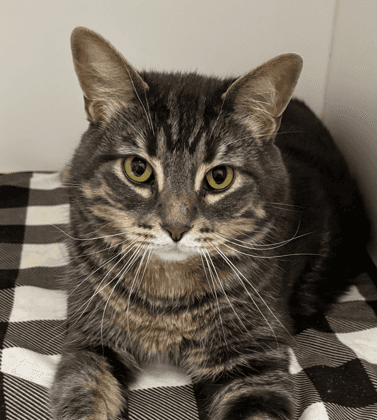 FINNEGAN - Domestic Short Hair available for adoption