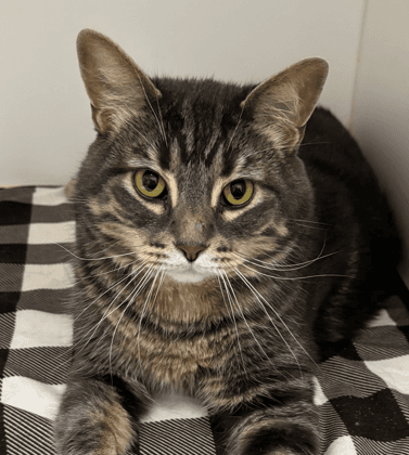 FINNEGAN - Domestic Short Hair cat available for adoption at AARCS in Calgary