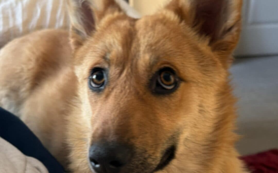 FOXY - Welsh Corgi, Cardigan Mixed available for adoption in Alberta