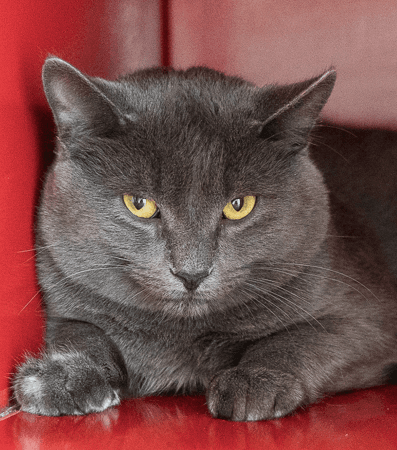 GREGORY - Domestic Short Hair cat available for adoption at AARCS in Calgary
