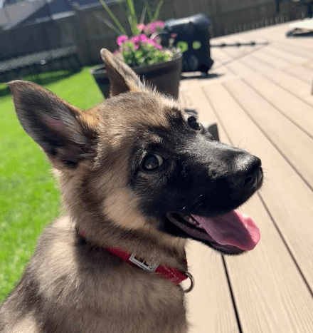 GRETCHEN - German Shepherd Mixed available for adoption