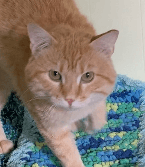 HOBBES - Domestic Short Hair cat available for adoption in Calgary