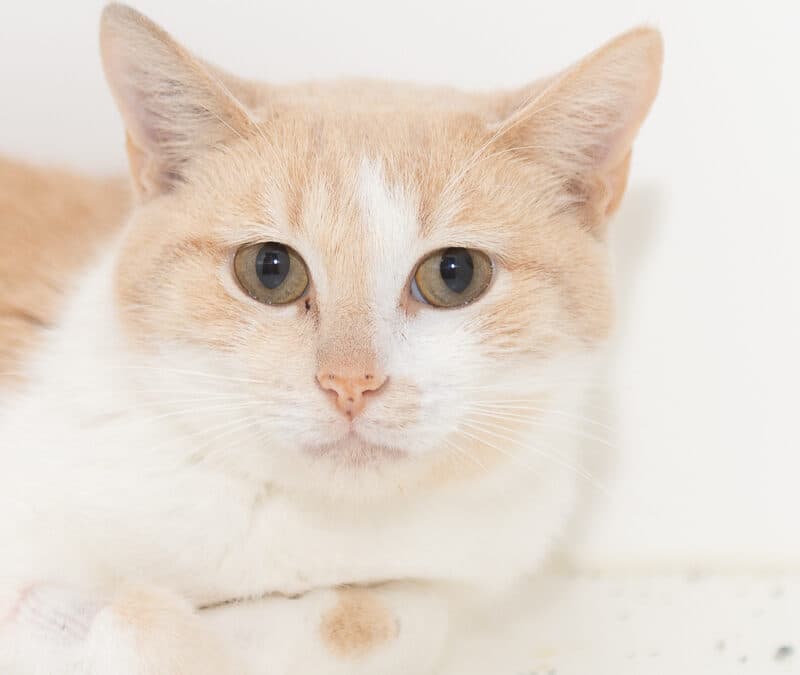 HONEYBEE - Domestic Short Hair cat available for adoption at AARCS in Calgary