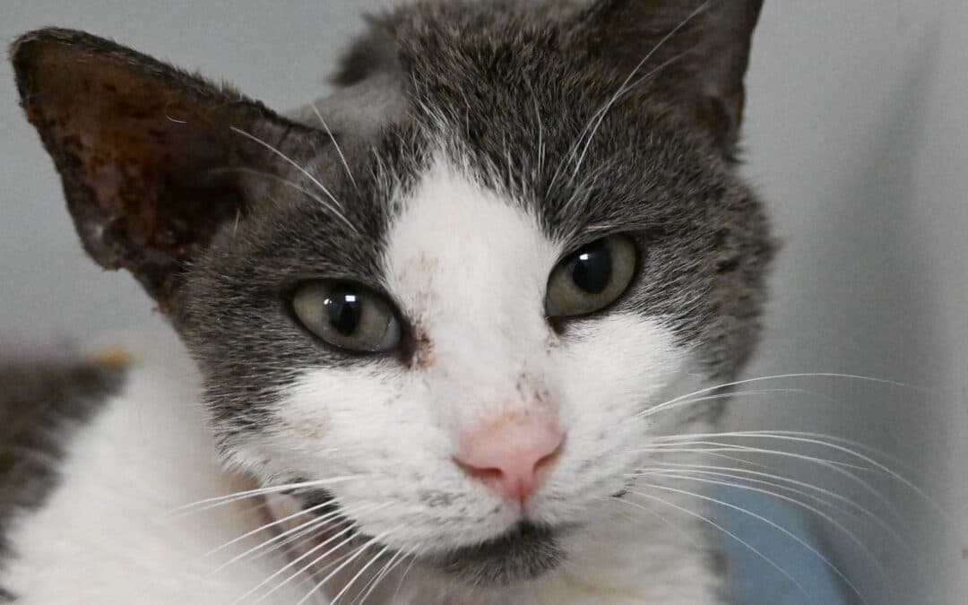 JUPITER - Domestic Short Hair cat available for adoption at AARCS in Calgary