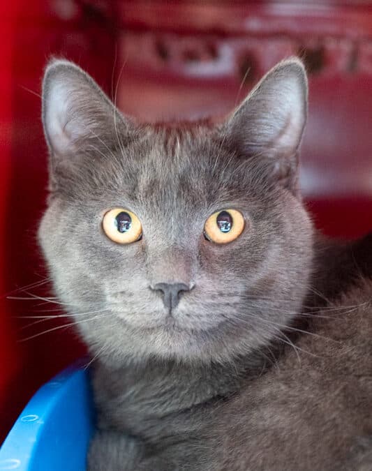 KEVIN - Domestic Short Hair cat available for adoption in Calgary