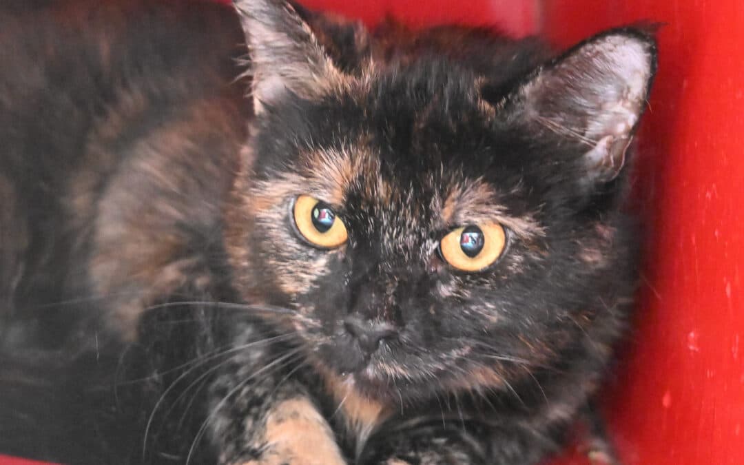 KIT KAT - Domestic Short Hair cat available for adoption at AARCS in Calgary