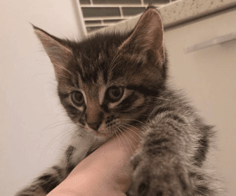 LIBERTY - Domestic Short Hair cat available for adoption at AARCS in Calgary