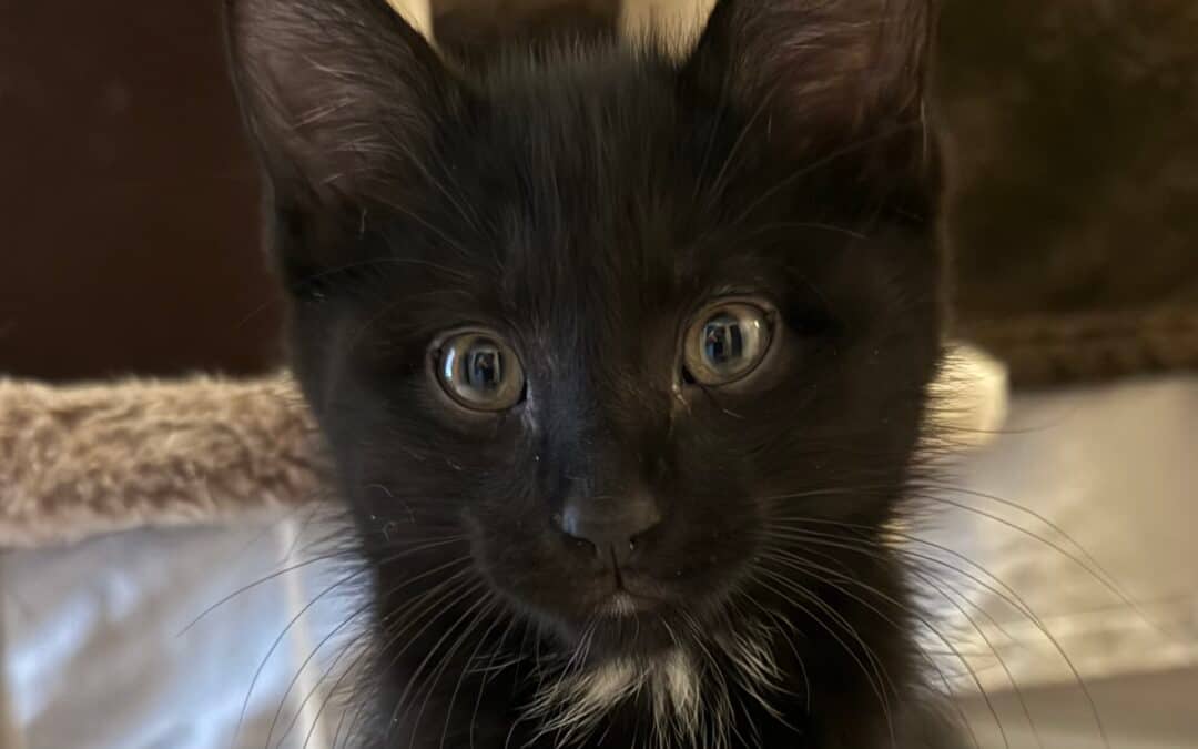 LINGONBERRY - Domestic Short Hair available for adoption