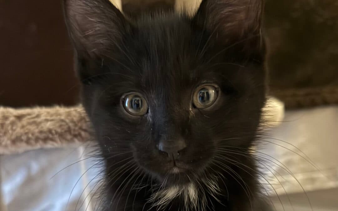 LINGONBERRY - Domestic Short Hair cat available for adoption in Calgary