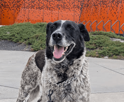 LUCILLE - American Blue Heeler Mixed available for adoption in Alberta