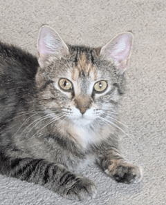 MAMA - Domestic Short Hair cat available for adoption at AARCS in Calgary