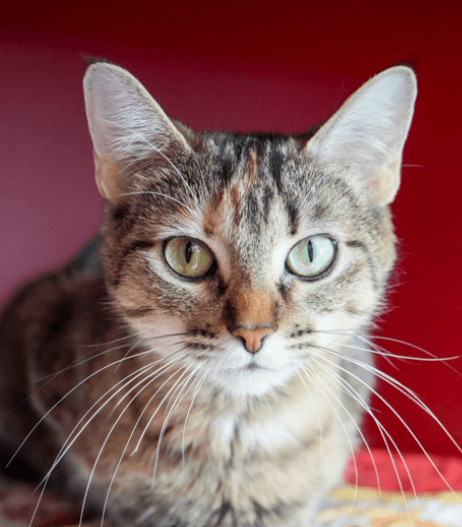 MAPLE - Domestic Short Hair cat available for adoption at AARCS in Calgary (1 of 6)
