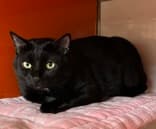 MENA - Domestic Short Hair cat available for adoption at AARCS in Calgary