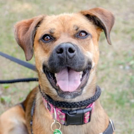 NAVY - Mastiff Mixed available for adoption