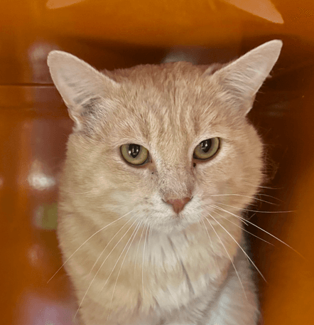 NELSON - Domestic Short Hair cat available for adoption in Calgary