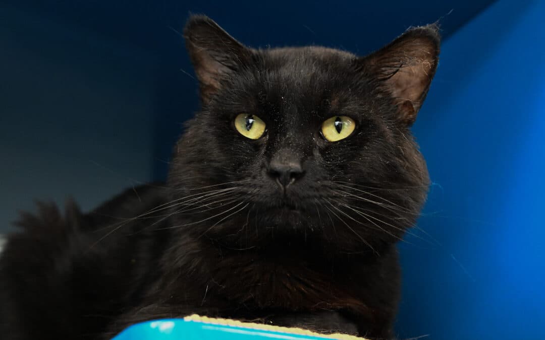 NICK - Domestic Medium Hair cat available for adoption in Calgary