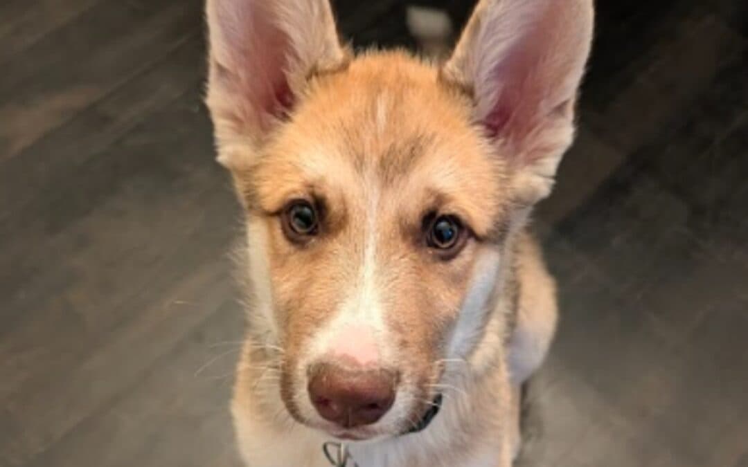 NIKO - Siberian Husky Mixed available for adoption