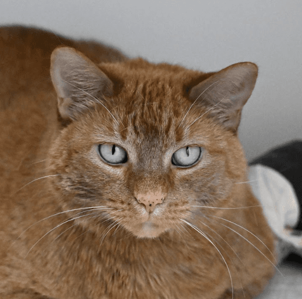 NIUNIU - Domestic Short Hair cat available for adoption at AARCS in Calgary