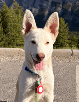 OLIVE - Siberian Husky Mixed available for adoption